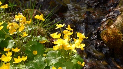 Yellow flowers near stream Stock Footage 75865574