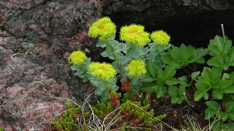 Yellow flowers on the northern cliffs. Stock Footage 71019946