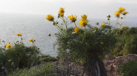 Yellow Flowers with Ocean Video stock 46667631