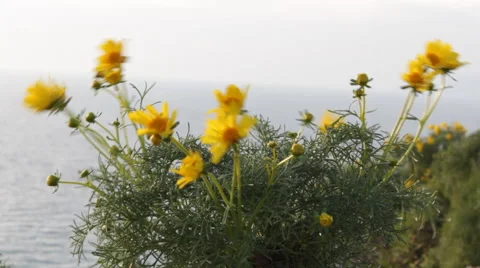 Yellow Flowers with Ocean 動画素材 46667637