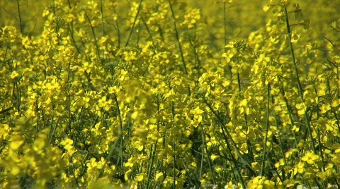 Yellow flowers of oil seed rape crop. Stock Footage