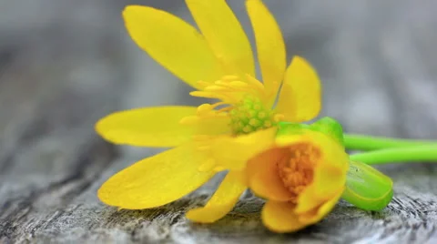 Yellow flowers on old wooden surface Stock Footage