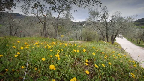 Yellow flowers with olive trees during the spring season Stock Footage 152833786