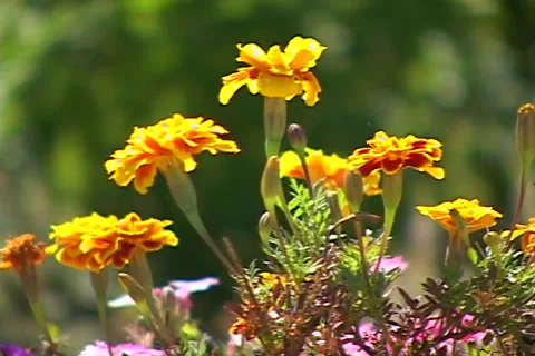 Yellow flowers - pan to right Stock Footage 937486