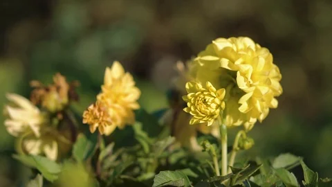 Yellow flowers in the Park 库存影片 93843313
