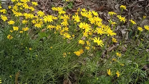 Yellow flowers in park Video stock 150699699