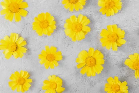 Yellow Flowers pattern compose of chamomiles or daisies on a grey background Foto stock