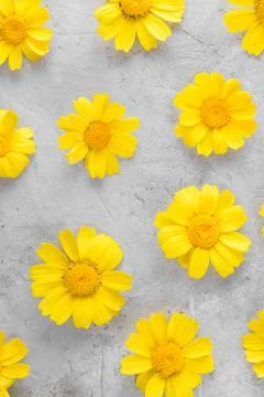 Yellow Flowers pattern compose of chamomiles or daisies on a grey background 스톡 사진