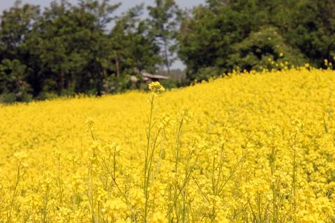 Yellow flowers 스톡 사진