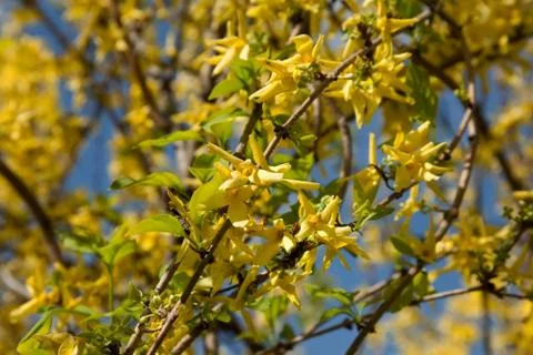Yellow flowers Foto stock