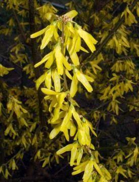 Yellow flowers Stock Photos