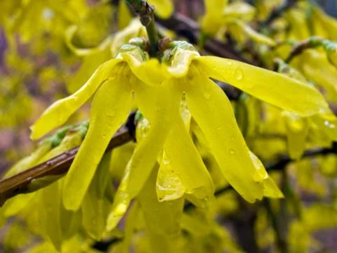Yellow flowers Stock Photos