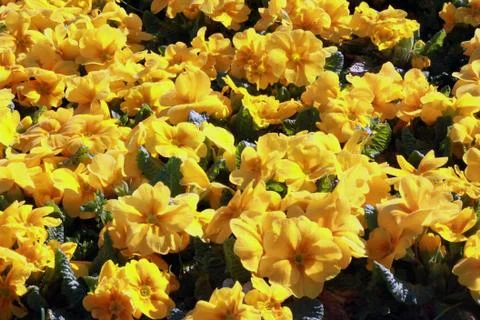 Yellow Flowers Stock Photos