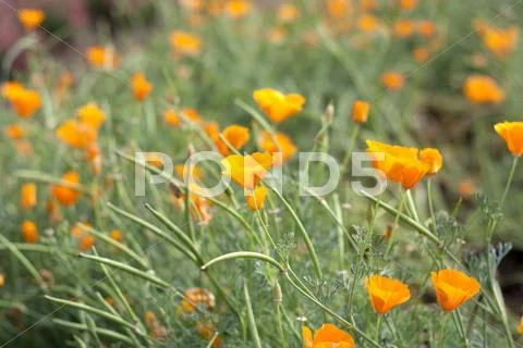 Yellow flowers. Stock Photos