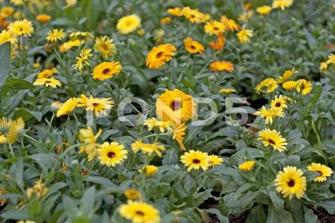 Yellow flowers. Stock Photos