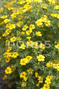 Yellow flowers. Stock Photos