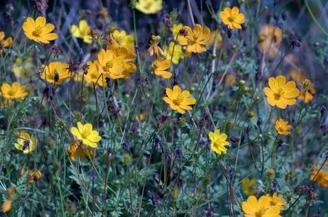 Yellow flowers Foto stock