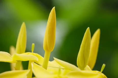 Yellow flowers. Stock Photos