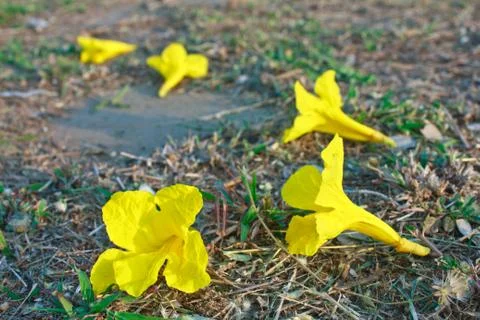 Yellow flowers Stock Photos