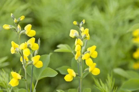 Yellow flowers Stock Photos