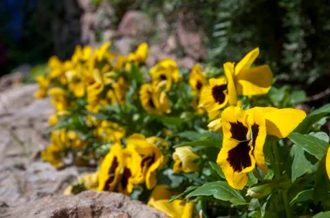 Yellow flowers 写真素材