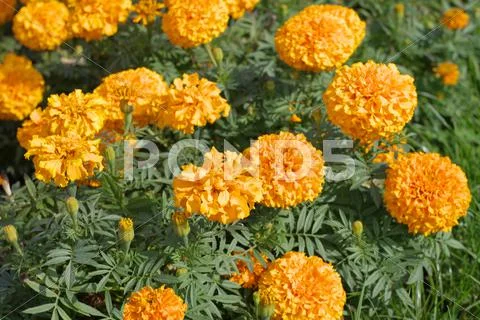 Yellow flowers Stock Photos