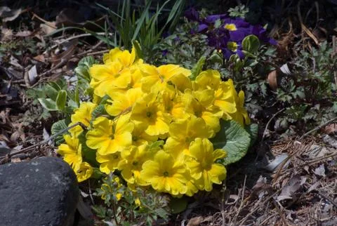 Yellow flowers Stock Photos