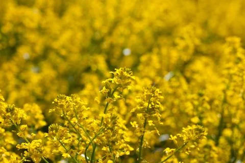 Yellow flowers Stock Photos