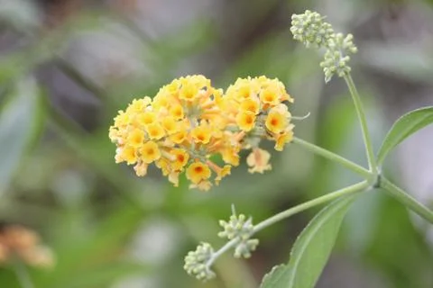 Yellow Flowers 写真素材