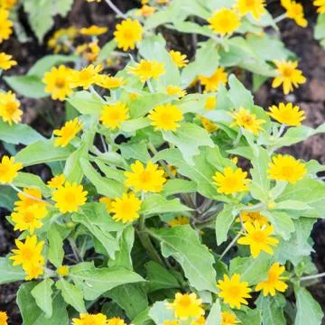 Yellow flowers Stock Photos