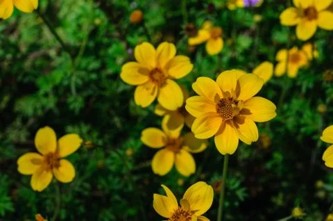 Yellow flowers Stock Photos