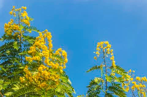 Yellow flowers Stock Photos