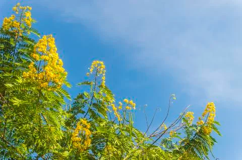 Yellow flowers Stock Photos