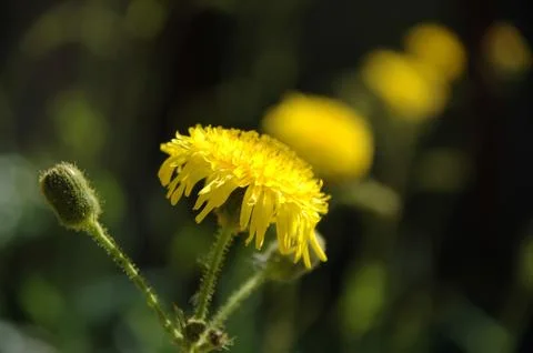 Yellow flowers Stock Photos