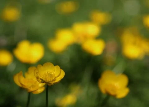 Yellow flowers Stock Photos