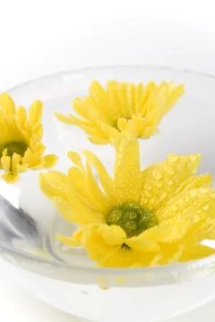 Yellow flowers Stock Photos