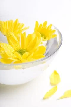Yellow flowers Stock Photos