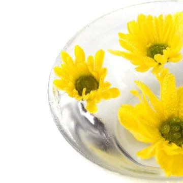 Yellow flowers Stock Photos