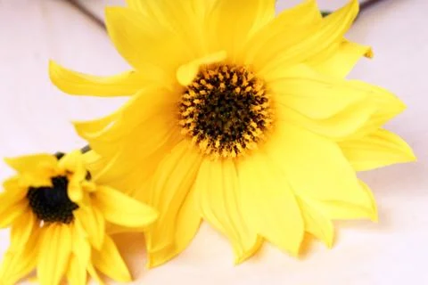 Yellow flowers Stock Photos