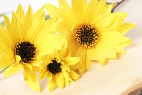 Yellow flowers Stock Photos