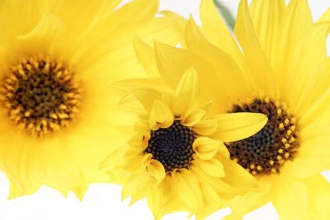Yellow flowers Foto stock