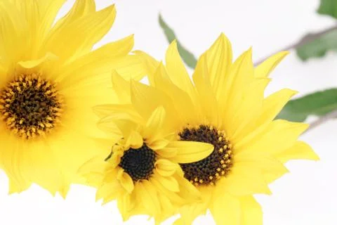 Yellow flowers Stock Photos
