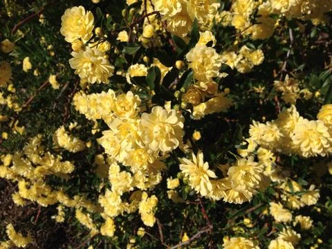 Yellow Flowers Stock Photos