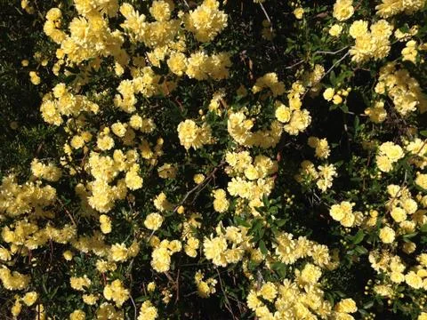 Yellow Flowers Stock Photos