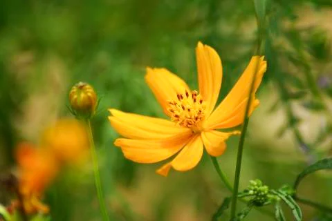 Yellow flowers Stock Photos