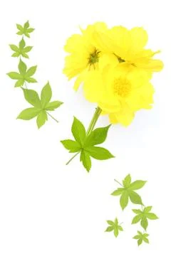 Yellow flowers Stock Photos