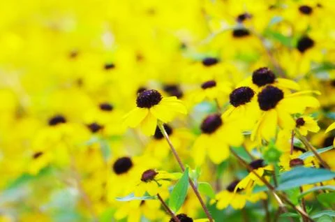Yellow flowers Foto stock