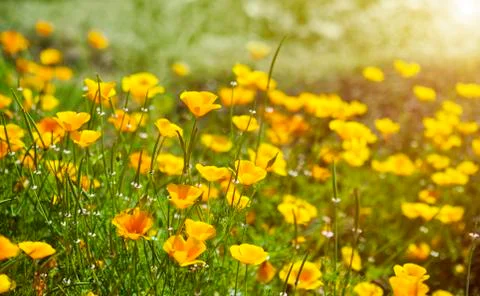 Yellow flowers Stock Photos