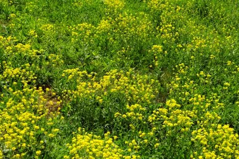 Yellow flowers Stock Photos