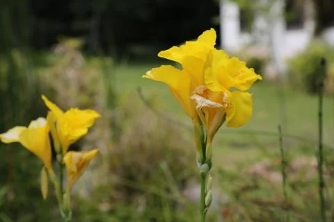 Yellow flowers 스톡 사진